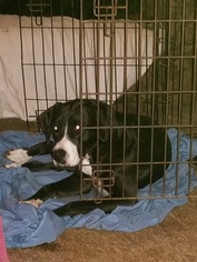 Labrador Retriever-Unknown Mix Dogs for adoption in Alvarado, TX, USA