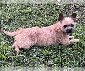 Chihuahua-Unknown Mix Dogs for adoption in Princeton, MN, USA