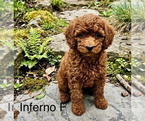 Poodle (Miniature)-Unknown Mix Dogs for adoption in Studio City, CA, USA