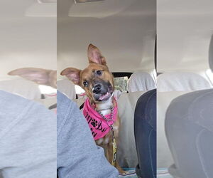 German Shepherd Dog-Unknown Mix Dogs for adoption in Newport Beach, CA, USA