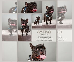 French Bulldog Dogs for adoption in Queen Creek, AZ, USA