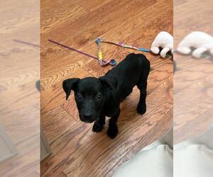 Mutt Dogs for adoption in Fort Collins, CO, USA