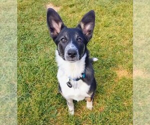 Border Collie Dogs for adoption in Sandy, UT, USA