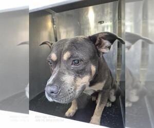 American Staffordshire Terrier-Unknown Mix Dogs for adoption in San Antonio, TX, USA