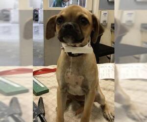Pug-Unknown Mix Dogs for adoption in Riverside, CA, USA