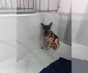 German Shepherd Dog Dogs for adoption in Santa Maria, CA, USA