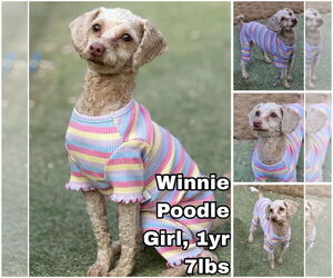 Poodle (Miniature) Dogs for adoption in Seattle, WA, USA