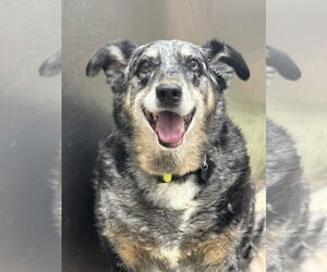 Mutt Dogs for adoption in Martinsburg, WV, USA