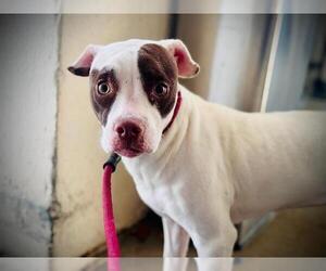 Mutt Dogs for adoption in Orlando, FL, USA