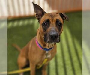 Mutt Dogs for adoption in Las Vegas, NV, USA