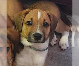 Beagle Dogs for adoption in Cumming, GA, USA