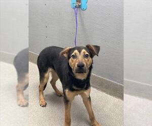 German Shepherd Dog-Unknown Mix Dogs for adoption in Las Vegas, NV, USA