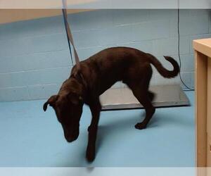Labrador Retriever-Unknown Mix Dogs for adoption in Moreno Valley, CA, USA