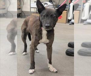 Australian Kelpie-Dutch Shepherd  Mix Dogs for adoption in Forestville, MD, USA