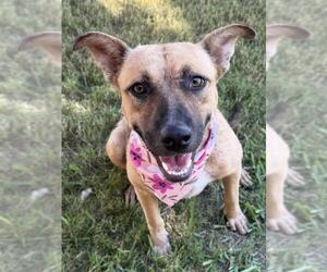 German Shepherd Dog-Unknown Mix Dogs for adoption in Tulsa, OK, USA