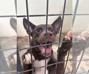 Chocolate Labrador retriever-Unknown Mix Dogs for adoption in Jackson, MS, USA
