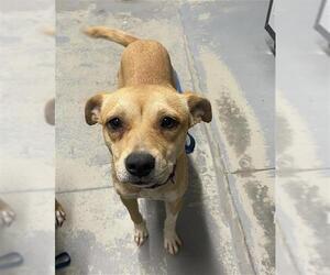 Labrador Retriever-Unknown Mix Dogs for adoption in Tallahassee, FL, USA
