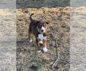 Mutt Dogs for adoption in New London, WI, USA