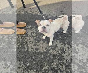 Mutt Dogs for adoption in Catasauqua, PA, USA