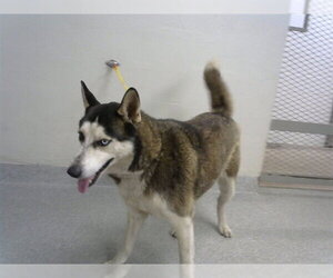 Siberian Husky-Unknown Mix Dogs for adoption in Pasadena, TX, USA