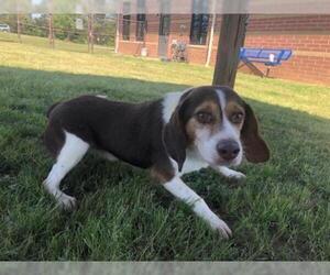 Beagle Dogs for adoption in Grovetown, GA, USA
