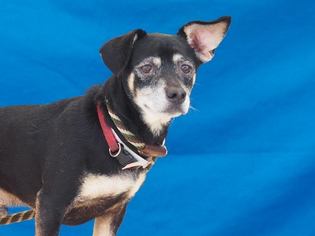 Medium Photo #1 Dachshund-Unknown Mix Puppy For Sale in Pasadena, CA, USA