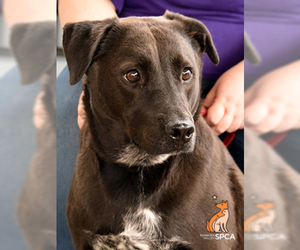 Mutt Dogs for adoption in Roanoke, VA, USA