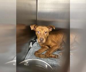 Mutt Dogs for adoption in Waco, TX, USA