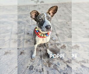 Pembroke Welsh Corgi-Unknown Mix Dogs for adoption in Maryville, TN, USA