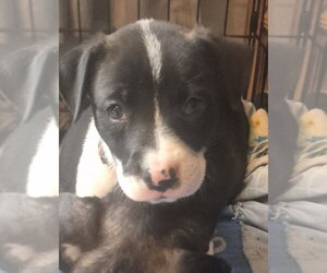 Labrador Retriever-Unknown Mix Dogs for adoption in The Woodlands, TX, USA