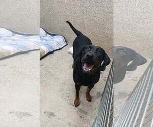 Rottweiler-Unknown Mix Dogs for adoption in Martinsburg, WV, USA