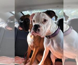 Boxer Dogs for adoption in Thonotosassa, FL, USA