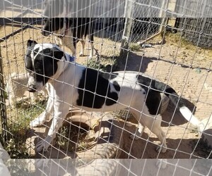 American Water Spaniel Dogs for adoption in Tonopah, AZ, USA