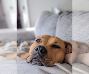 American Pit Bull Terrier-Unknown Mix Dogs for adoption in Chandler, AZ, USA