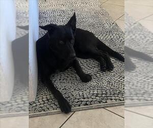 German Shepherd Dog-Unknown Mix Dogs for adoption in Las Vegas, NV, USA