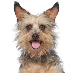 Brussels Griffon Dogs for adoption in Los Angeles, CA, USA