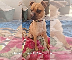 Pug-Unknown Mix Dogs for adoption in Minneapolis, MN, USA
