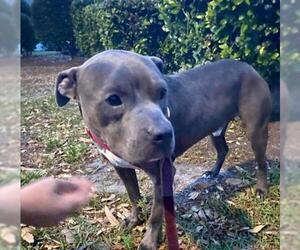 American Staffordshire Terrier-Unknown Mix Dogs for adoption in Myrtle Beach, SC, USA