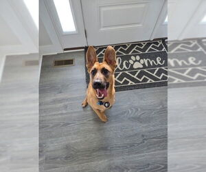 German Shepherd Dog Dogs for adoption in La Grange , NC, USA