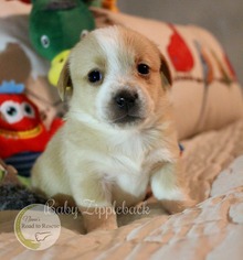 Dorgi Dogs for adoption in Benton, LA, USA