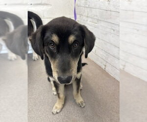 German Shepherd Dog Dogs for adoption in San Bernardino, CA, USA