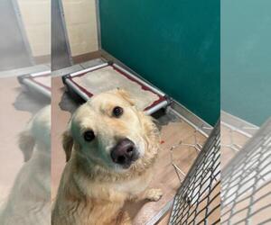Golden Retriever Dogs for adoption in Texas City, TX, USA
