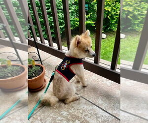 Pomeranian-Unknown Mix Dogs for adoption in Germantown, OH, USA