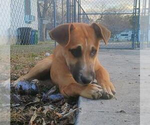 Mutt Dogs for adoption in San Antonio, TX, USA