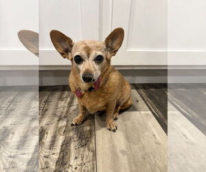Chihuahua-Unknown Mix Dogs for adoption in Mount Pleasant, SC, USA