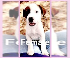 Australian Shepherd-Jack Russell Terrier Mix Dogs for adoption in Garland, TX, USA