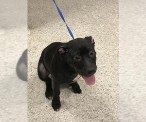 Labrador Retriever-Unknown Mix Dogs for adoption in Conroe, TX, USA