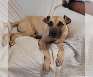 Black Mouth Cur Dogs for adoption in Spring, TX, USA