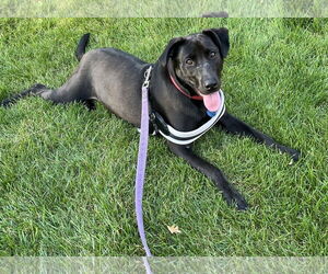 Labrador Retriever-Unknown Mix Dogs for adoption in Princeton, MN, USA