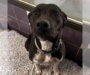 American Pit Bull Terrier-Border Collie Mix Dogs for adoption in Denver, CO, USA